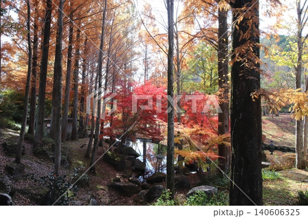 多可町余暇村公園の紅葉風景（兵庫県） 140606325