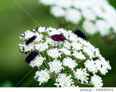 セリ科植物に訪花するアカスジカメムシ セリ科植物に訪花するアカスジカメムシ 140606354