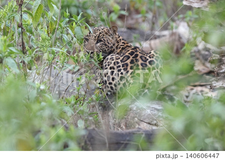 インドヒョウ インドヒョウ 140606447