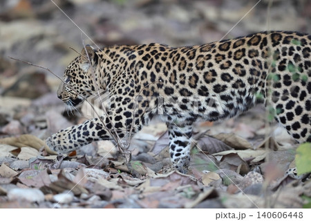 インドヒョウ インドヒョウ 140606448