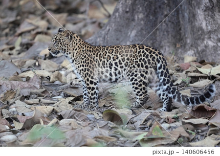 インドヒョウ インドヒョウ 140606456