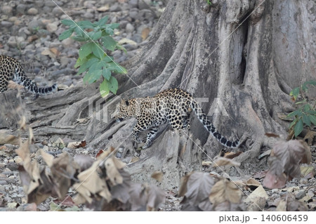 インドヒョウ インドヒョウ 140606459