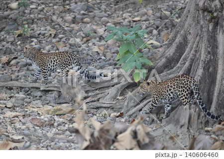 インドヒョウ インドヒョウ 140606460