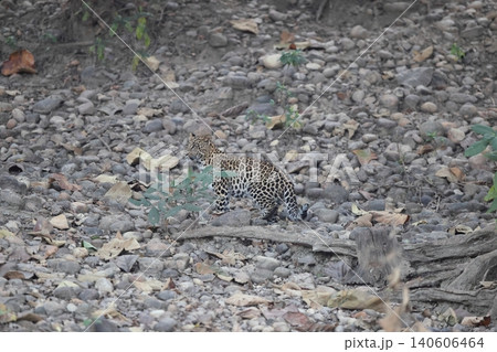 インドヒョウ 140606464