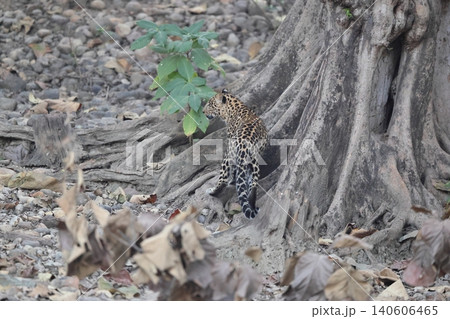 インドヒョウ インドヒョウ 140606465