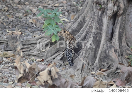 インドヒョウ インドヒョウ 140606466