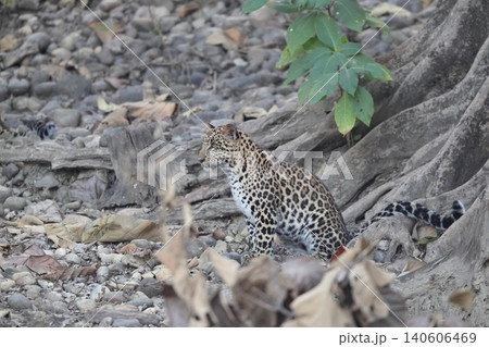 インドヒョウ インドヒョウ 140606469