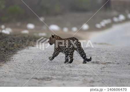 インドヒョウ 140606470
