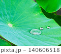 蓮の葉に溜まった水滴 蓮の葉に溜まった水滴 140606518