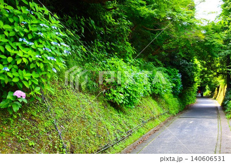 紫陽花の咲く鎌倉の亀ヶ谷切通しの風景 紫陽花の咲く鎌倉の亀ヶ谷切通しの風景 140606531