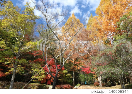 多可町余暇村公園の紅葉風景(兵庫県) 多可町余暇村公園の紅葉風景(兵庫県) 140606544