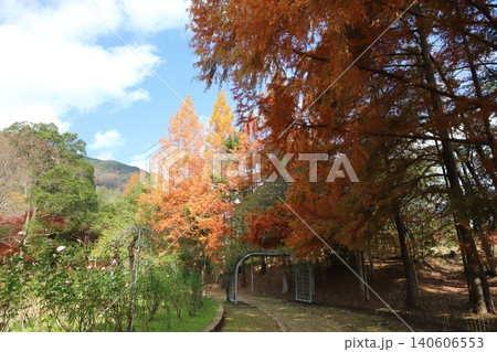 多可町余暇村公園の紅葉風景（兵庫県） 140606553
