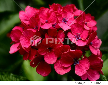 赤い紫陽花 赤い紫陽花 140606569