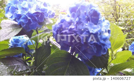 紫陽花 紫陽花 140606727
