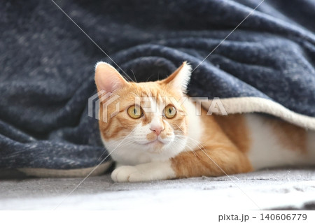 家ねこ 茶トラ 白茶 茶白 家ねこ 茶トラ 白茶 茶白 140606779