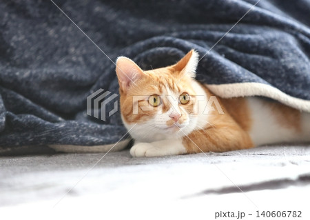 家ねこ　茶トラ　白茶　茶白 140606782