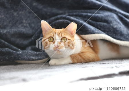 家ねこ 茶トラ 白茶 茶白 家ねこ 茶トラ 白茶 茶白 140606783