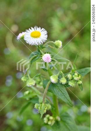 植物：ハルジオン　キク科 140606804