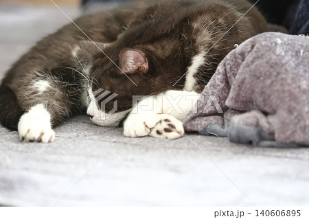 ハチワレねこ 140606895