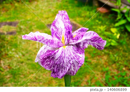 庭の花菖蒲の花 庭の花菖蒲の花 140606899