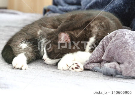 ハチワレねこ ハチワレねこ 140606900