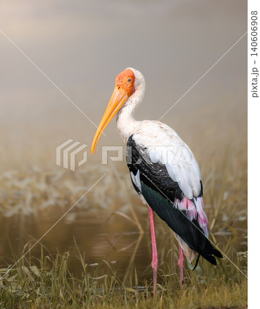 Bird portrait with natural background. Painted stork standing in a wetland habitat at Yala National Park, Sri Lanka. Bird portrait with natural background. Painted stork standing in a wetland habitat at Yala National Park, Sri Lanka. 140606908