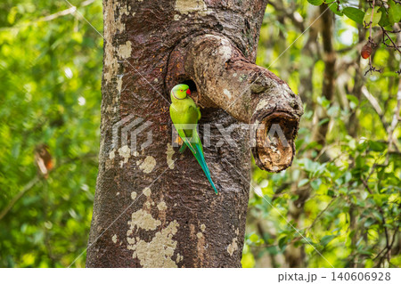 Rose-ringed Parakeet (Psittacula krameri) perched at a tree cavity nest in Yala National Park, Sri Lanka. Rose-ringed Parakeet (Psittacula krameri) perched at a tree cavity nest in Yala National Park, Sri Lanka. 140606928