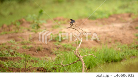 Barn Swallow perched on a dry branch in Yala National Park, Sri Lanka Barn Swallow perched on a dry branch in Yala National Park, Sri Lanka 140606932