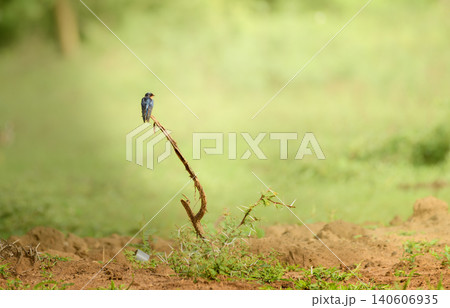 Barn Swallow perched on a dry branch in Yala National Park, Sri Lanka Barn Swallow perched on a dry branch in Yala National Park, Sri Lanka 140606935