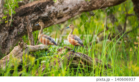 Lesser whistling duck pair standing among wetland vegetation in Yala National Park, Sri Lanka. Lesser whistling duck pair standing among wetland vegetation in Yala National Park, Sri Lanka. 140606937