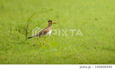 Yellow wattled lapwing standing in grassland at Yala National Park, Sri Lanka Yellow wattled lapwing standing in grassland at Yala National Park, Sri Lanka 140606940