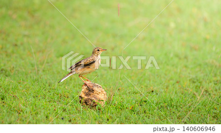 Paddyfield pipit perched on a rock in a grassy habitat at Yala National Park, Sri Lanka. Paddyfield pipit perched on a rock in a grassy habitat at Yala National Park, Sri Lanka. 140606946