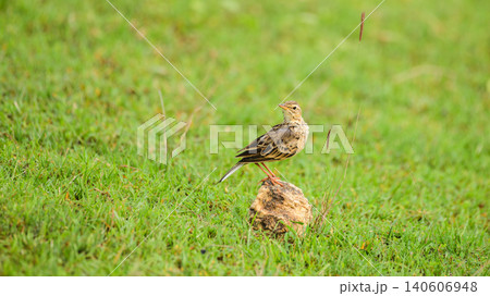 Paddyfield pipit perched on a rock in a grassy habitat at Yala National Park, Sri Lanka. Paddyfield pipit perched on a rock in a grassy habitat at Yala National Park, Sri Lanka. 140606948