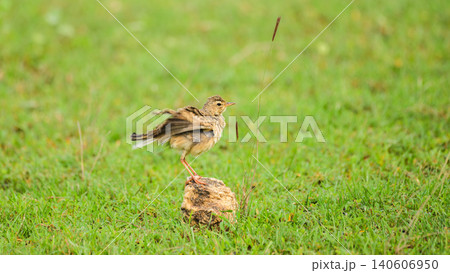 Paddyfield pipit perched and puffed-up on a rock in a grassy habitat at Yala National Park, Sri Lanka. Paddyfield pipit perched and puffed-up on a rock in a grassy habitat at Yala National Park, Sri Lanka. 140606950