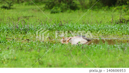 Carcass partially submerged in a marsh at Yala National Park, Sri Lanka. Natural cycle of life and death in a wetland ecosystem Carcass partially submerged in a marsh at Yala National Park, Sri Lanka. Natural cycle of life and death in a wetland ecosystem 140606953