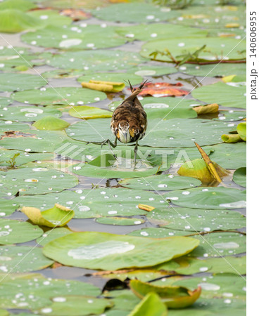 Pheasant-tailed Jacana walking across floating vegetation in Yala National Park, Sri Lanka Pheasant-tailed Jacana walking across floating vegetation in Yala National Park, Sri Lanka 140606955