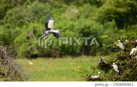 Asian Openbill Stork flying with a branch in its beak for nest building. Colony nests in Yala National Park, Sri Lanka. Wildlife Breeding Behavior 140606961