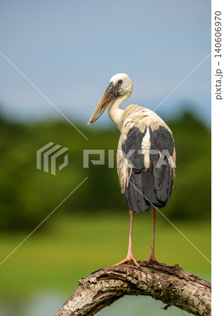 Asian openbill stork perched on a tree branch against a natural green backdrop in Yala National Park, Sri Lanka. Asian openbill stork perched on a tree branch against a natural green backdrop in Yala National Park, Sri Lanka. 140606970