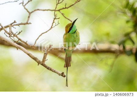 Bee-eater perched on a branch in Yala National Park, Sri Lanka. Beautiful bird with vibrant plumage in a natural habitat 140606973