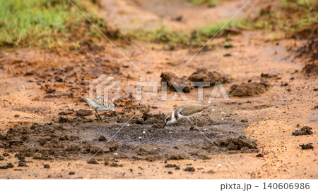 Kentish plovers foraging on muddy ground in Yala National Park, Sri Lanka. Wetland bird behavior in natural habitat 140606986