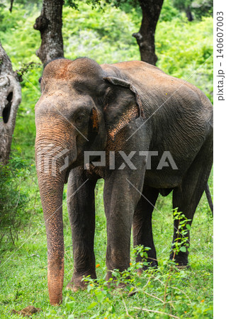 Asian elephant foraging in forest habitat in Yala National Park, Sri Lanka 140607003