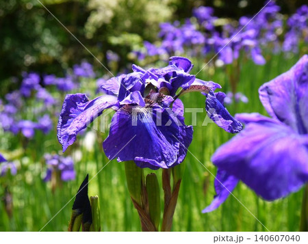 菖蒲の花 菖蒲の花 140607040