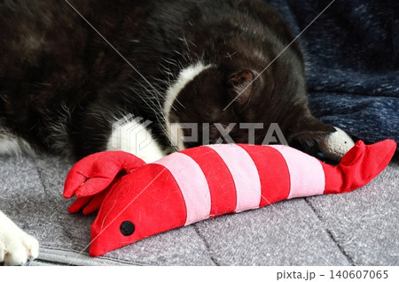 ハチワレねこ ハチワレねこ 140607065