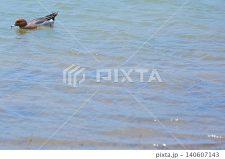 水面を進むヒドリガモ 水面を進むヒドリガモ 140607143