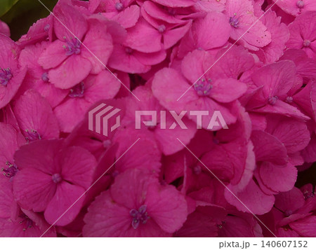 鮮やかなピンク色に咲く紫陽花の花びらクローズアップ 鮮やかなピンク色に咲く紫陽花の花びらクローズアップ 140607152