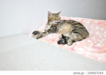 昼寝する猫のリラックスした表情 昼寝する猫のリラックスした表情 140607264