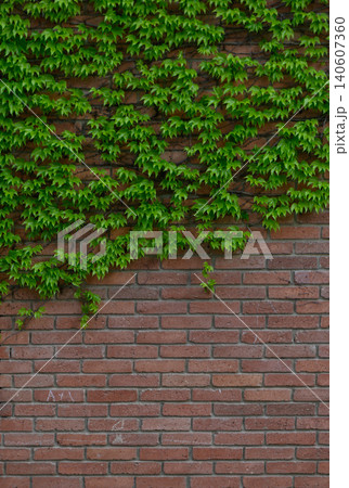 Old Brick Wall Overgrown with Climbing Ivy Green and Red Contrast Old Brick Wall Overgrown with Climbing Ivy Green and Red Contrast 140607360