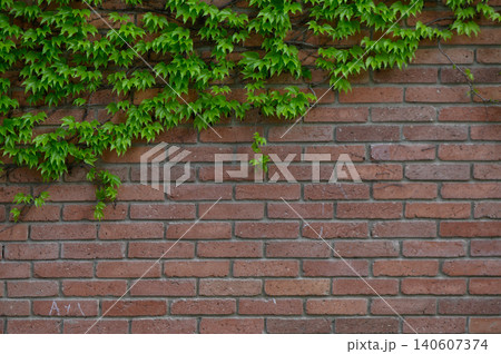 Ivy Covered Brick Wall with Hanging Vines and Shadow Play Ivy Covered Brick Wall with Hanging Vines and Shadow Play 140607374