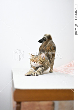 伸びをする猫のポーズ　アメリカンショートヘア　ブラウンパッチドタビー 140607397