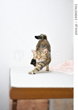 伸びをする猫のポーズ　アメリカンショートヘア　ブラウンパッチドタビー 140607401